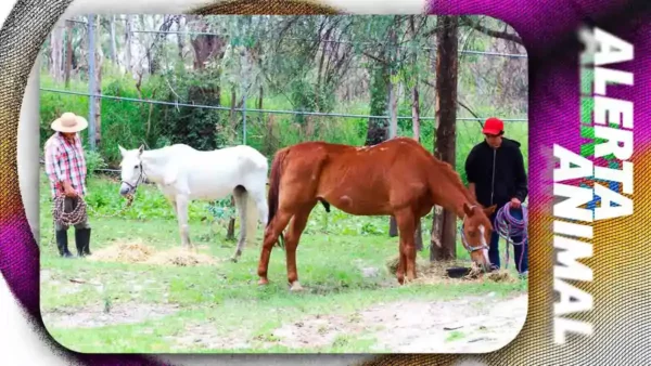 Fiscalía de Puebla rescata a dos caballos víctimas de maltrato animal; permanecían amarrados y desnutridos