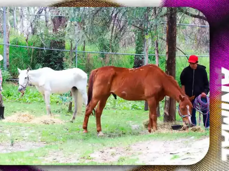Fiscalía de Puebla rescata a dos caballos víctimas de maltrato animal; permanecían amarrados y desnutridos