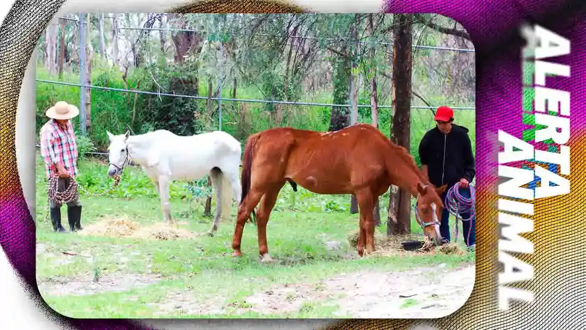 Fiscalía de Puebla rescata a dos caballos víctimas de maltrato animal; permanecían amarrados y desnutridos