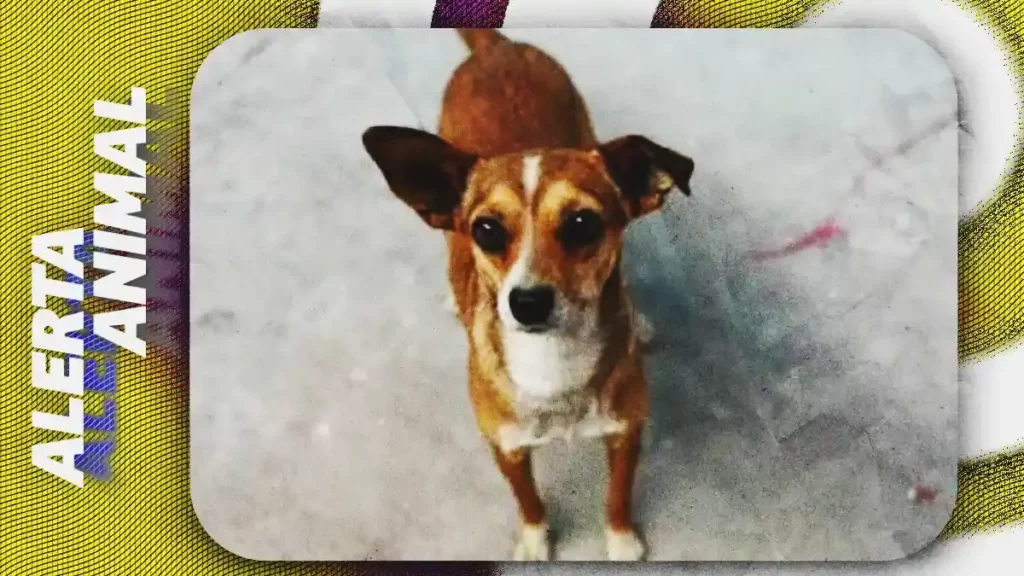Puebla acumula 50 denuncias por maltrato animal y crece el abandono de chihuahuas: IBA