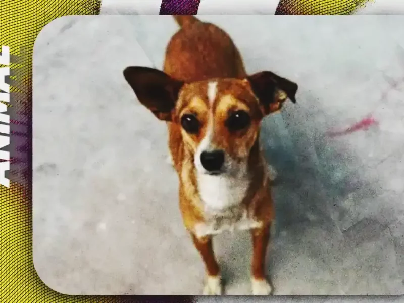 Puebla acumula 50 denuncias por maltrato animal y crece el abandono de chihuahuas: IBA