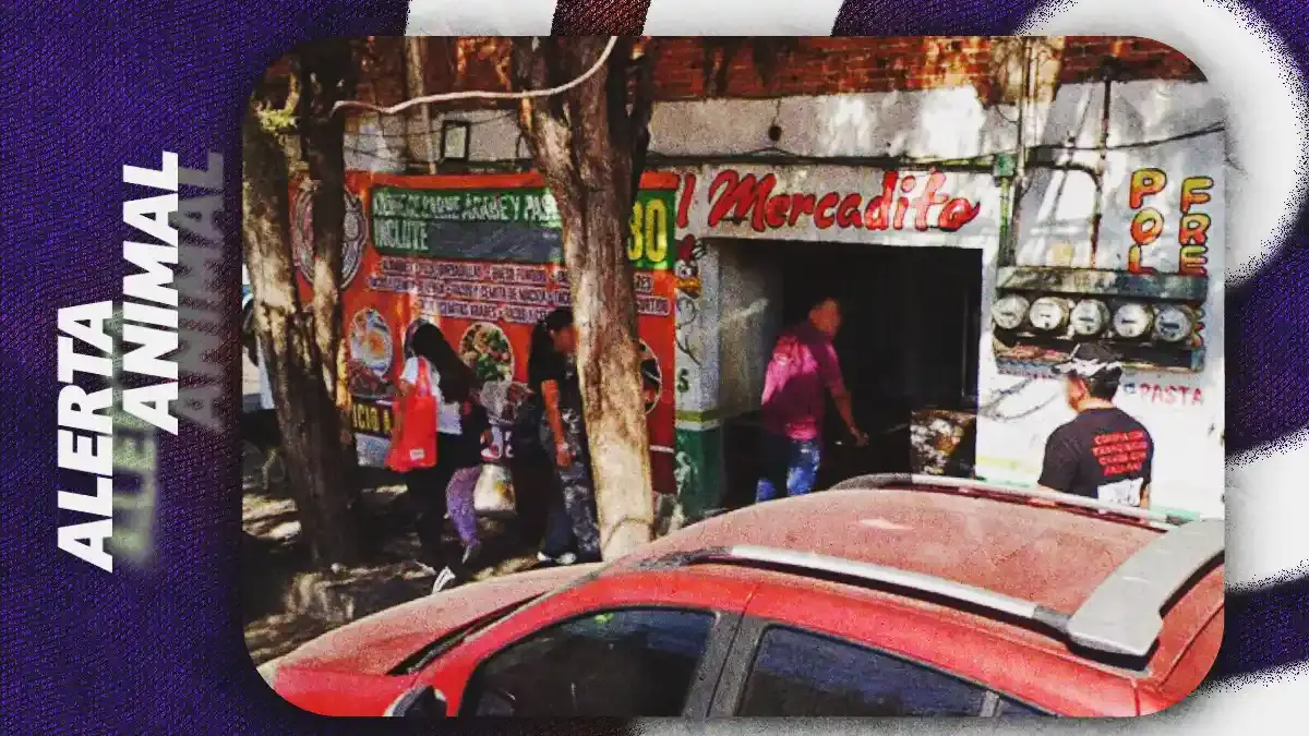 Denuncian maltrato animal contra un gato en Tacos Polo; testimonios señalan más casos de violencia