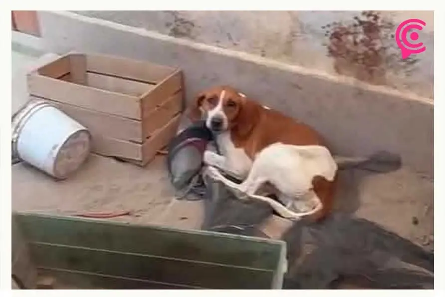 Denuncian abandono extremo de perros y venta ilegal de sus crías en Tecamachalco, Puebla