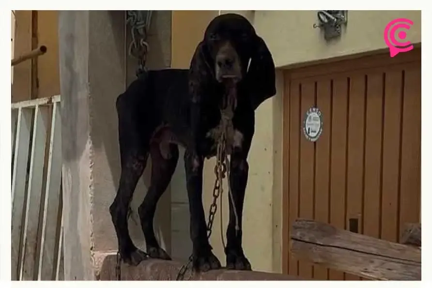 Denuncian abandono extremo de perros y venta ilegal de sus crías en Tecamachalco, Puebla