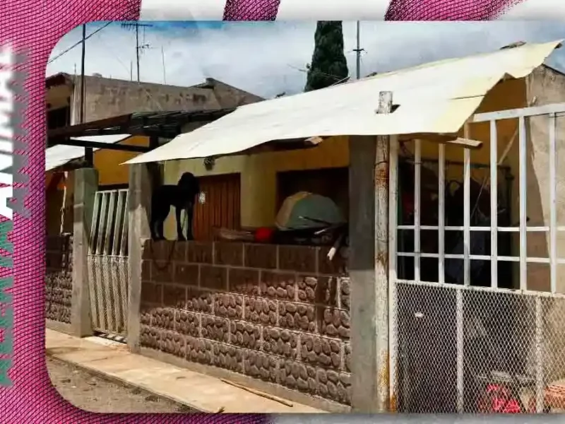 Denuncian abandono extremo de perros y venta ilegal de sus crías en Tecamachalco, Puebla