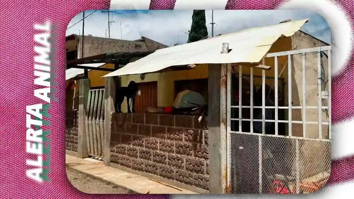 Denuncian abandono extremo de perros y venta ilegal de sus crías en Tecamachalco, Puebla
