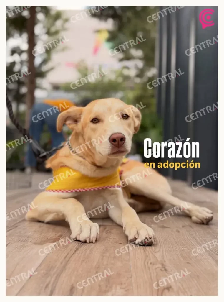 Maltrato y abandono animal en Puebla ensombrecen el Día del Perro 2026