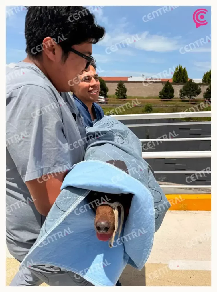 Maltrato y abandono animal en Puebla ensombrecen el Día del Perro 2026