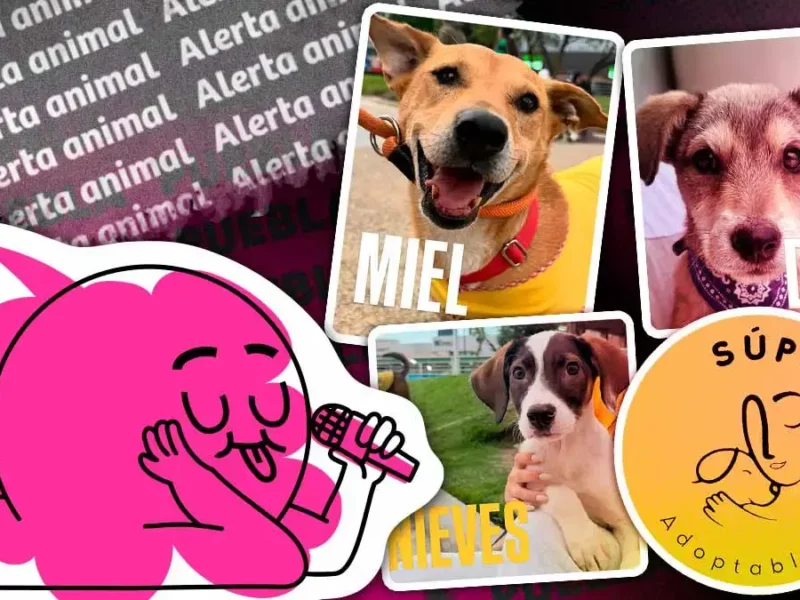 Maltrato y abandono animal en Puebla ensombrecen el Día del Perro 2026