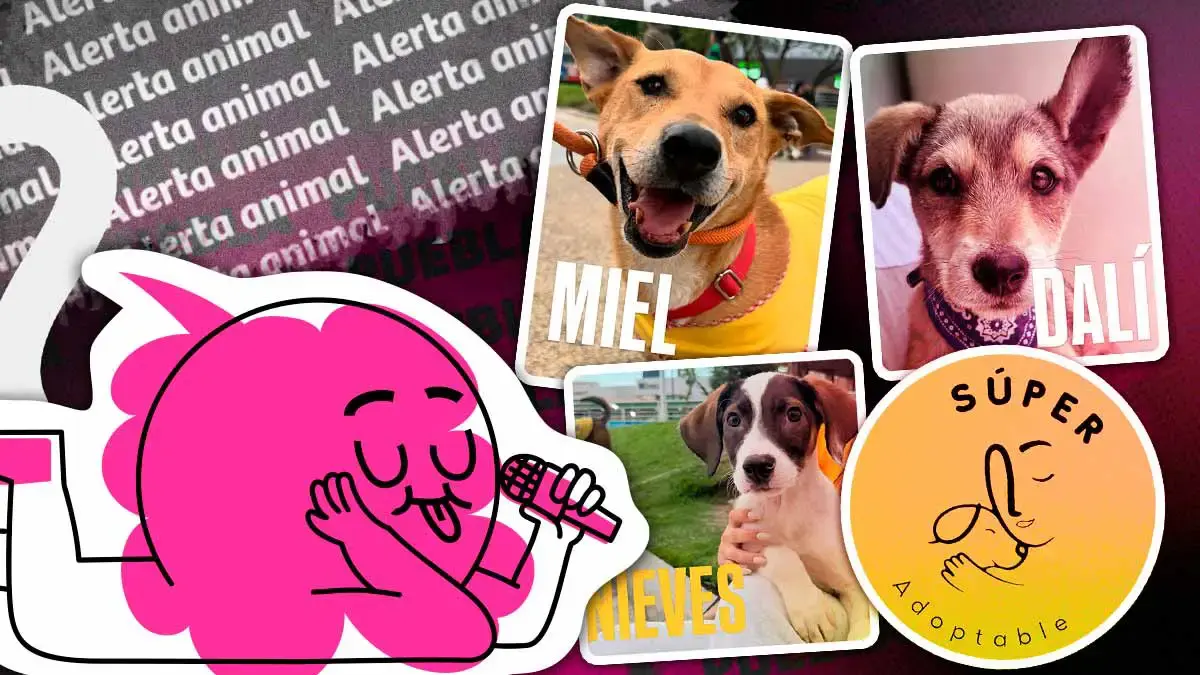 Maltrato y abandono animal en Puebla ensombrecen el Día del Perro 2026