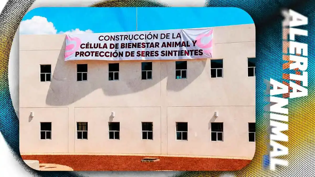 Célula de Bienestar Animal Puebla rescatará a mil 500 seres sintientes del maltrato y abandono