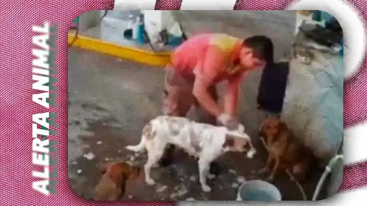 Gasolinera Pemex en Puebla despide empleado por bañar perros callejeros; usuarios cuestionan la decisión