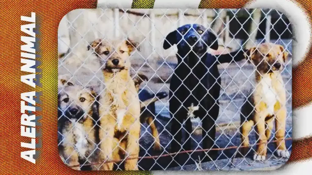 Venta ilegal de animales persiste en Puebla capital; adulto mayor acumulaba años de reportes