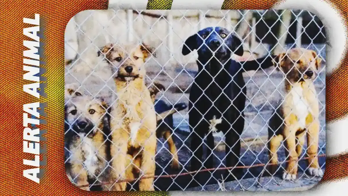 Venta ilegal de animales persiste en Puebla capital; adulto mayor acumulaba años de reportes