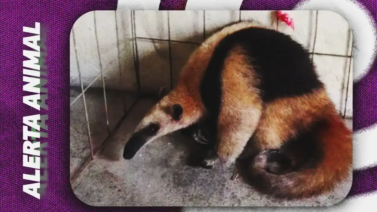 Rescatan a oso hormiguero tras presunto intento de captura ilegal en Cuetzalan, Puebla