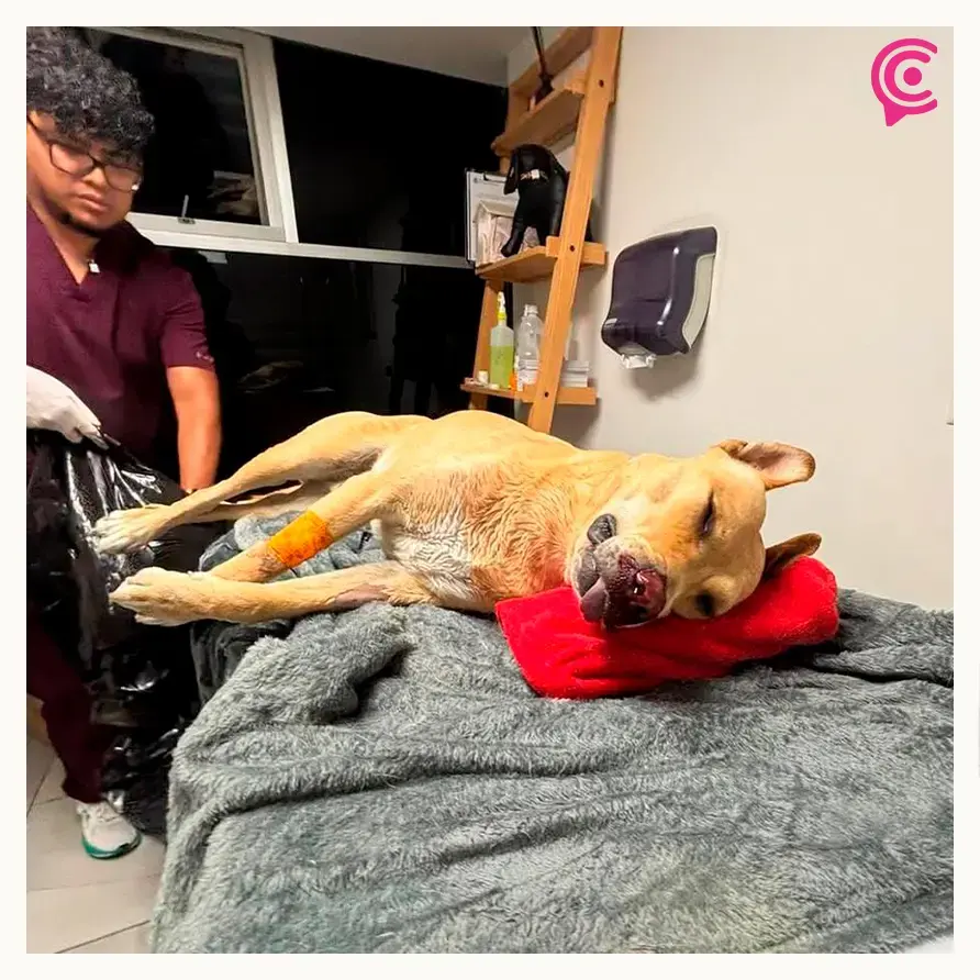 Mujer acusa a sus vecinos de envenenar a su perro en Zavaleta, Puebla