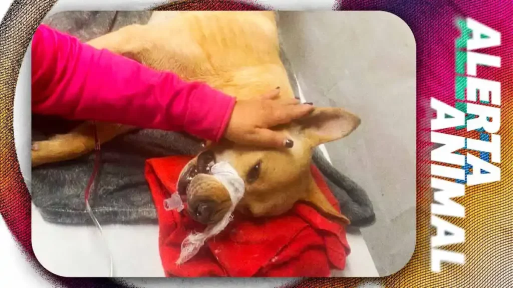 Mujer acusa a sus vecinos de envenenar a su perro en Zavaleta, Puebla