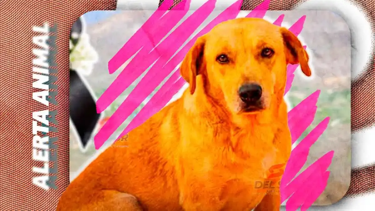 Matan a balazos y frente a niños a “Amarillo”, perro del santuario en Tehuitzingo, Puebla